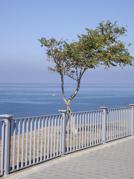 绿树与大海图片下载