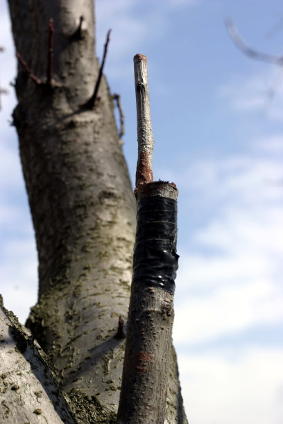 嫁接树图片下载