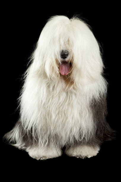 古代英国牧羊犬图片下载