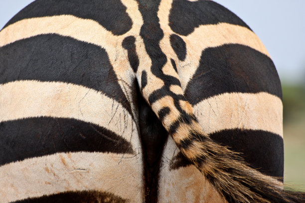 后面有斑马的特写图片下载