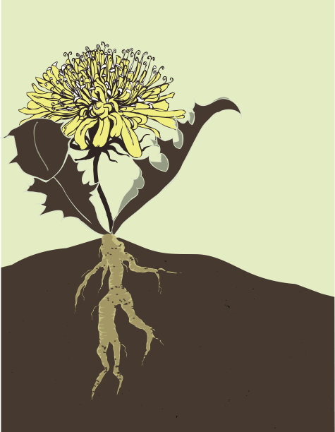 小山上的蒲公英图片下载