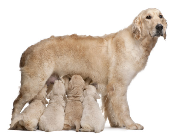 金毛寻回犬妈妈哺乳幼犬，白色背景素材图片