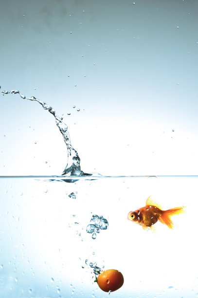 金鱼和番茄水下图片下载