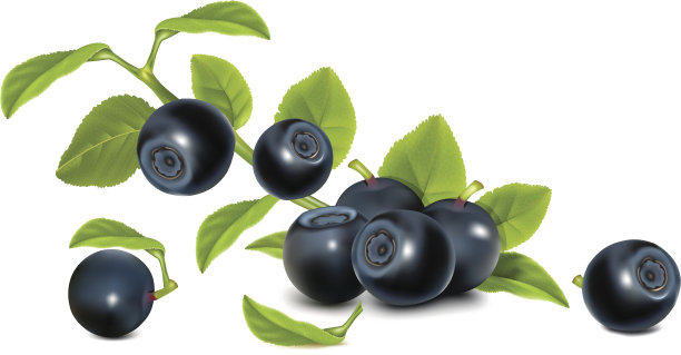 越桔叶。素材图片