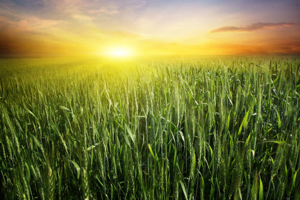 日落时的麦田。图片下载