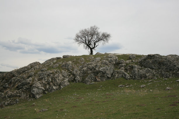 孤独的树在岩石的山上图片下载