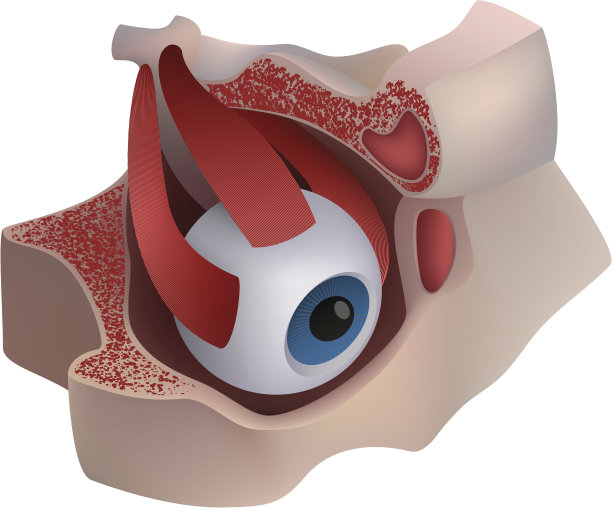 人眼解剖模型图片下载