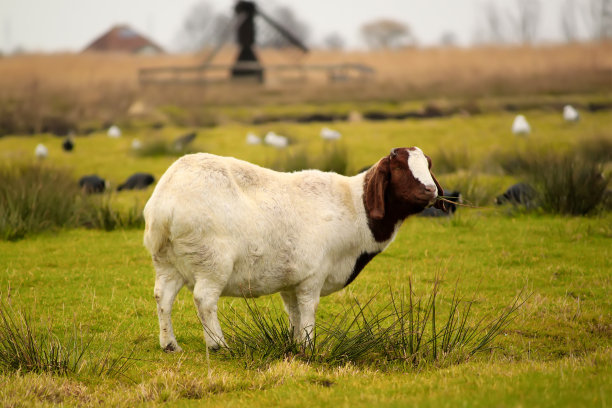 山羊图片下载