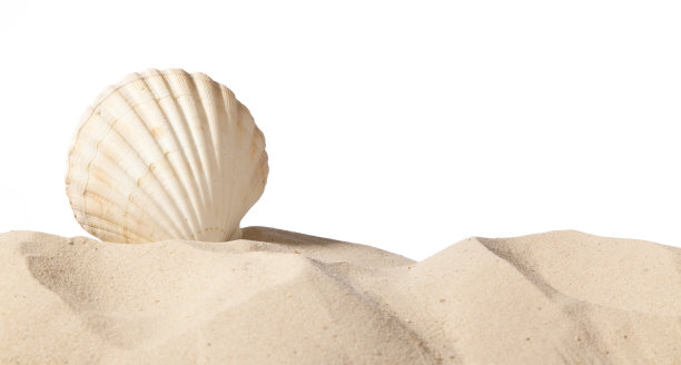 贝壳在沙滩上图片下载