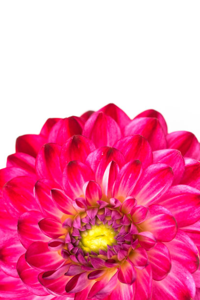 大丽花孤立粉红色的宏图图片下载