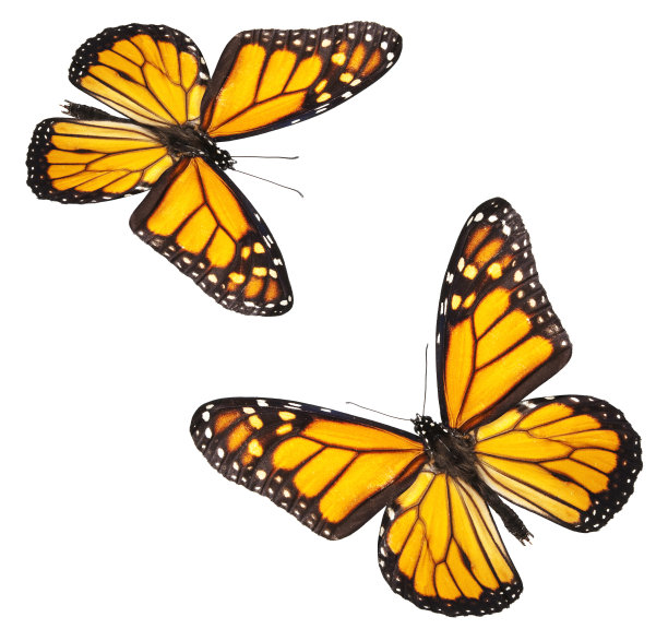 黑脉金斑蝶孤立在白色图片下载