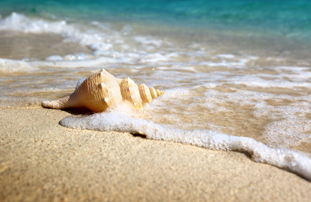 海滩上的贝壳(浅自由度)图片下载