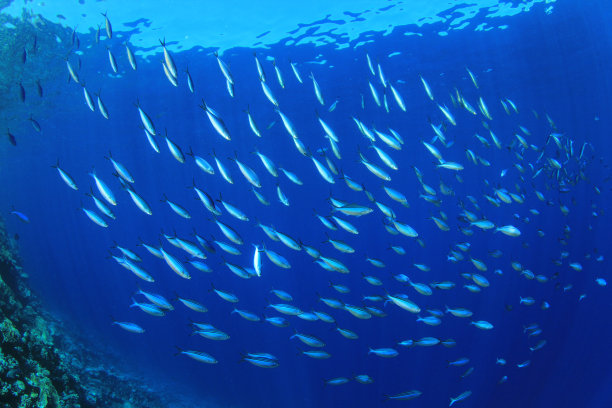 鱼群:燧发枪图片下载