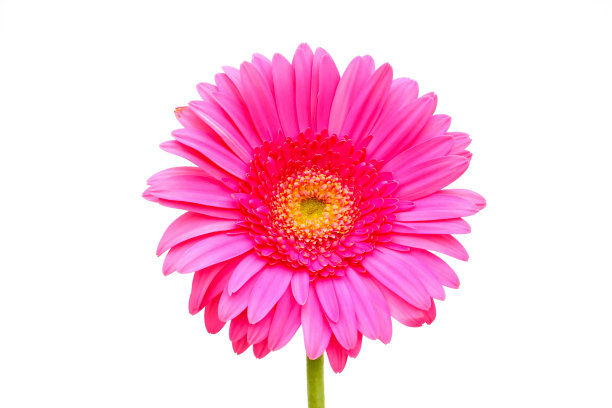 粉红色的嘉宝图片下载