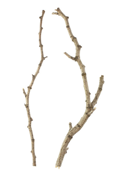 树枝照片素材ID：102550348