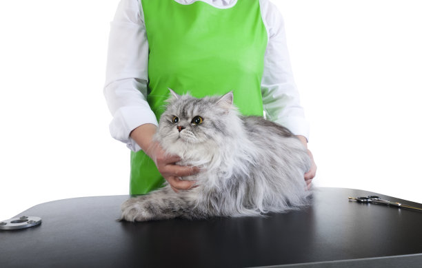 梳理猫图片下载