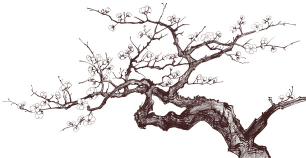 盛开的樱桃树图片下载