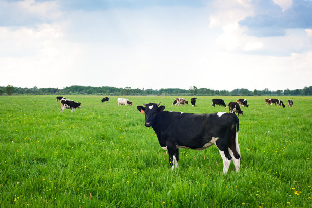 牛在牧场图片下载