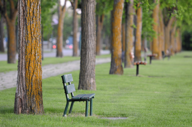 长凳和绿树成荫的小径在空旷的公园中选择性聚焦。图片下载