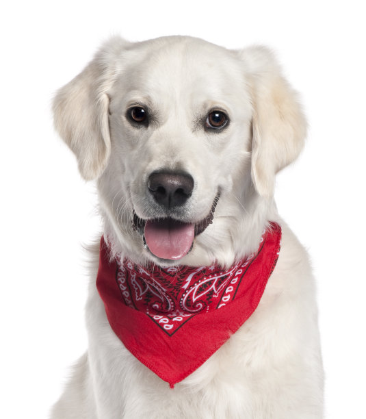 金毛猎犬的特写穿着红色手帕，白色的背景。图片下载
