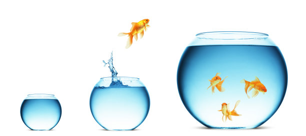 金鱼从一个鱼缸跳到另一个鱼缸图片下载