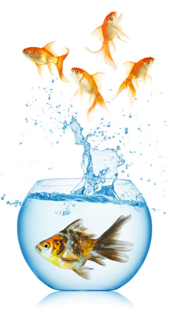 金鱼从鱼缸里跳出来图片下载