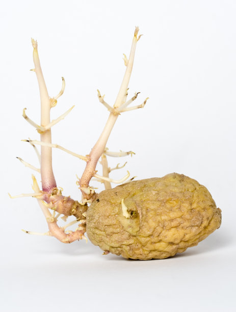 生存(黑暗中种植的土豆)图片下载