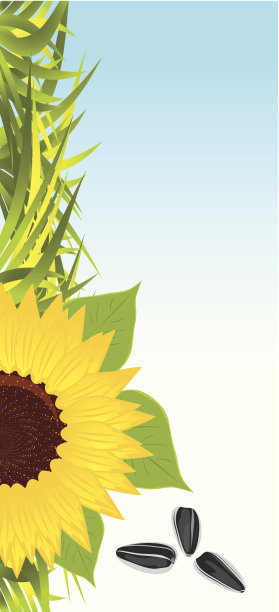 长着草和种子的向日葵。横幅图片下载