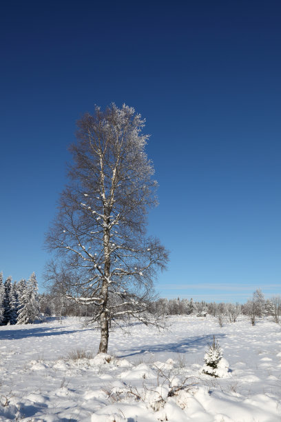 白桦树在白雪皑皑的风景中图片下载