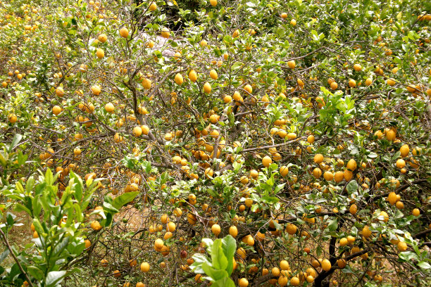 柠檬在树上图片下载