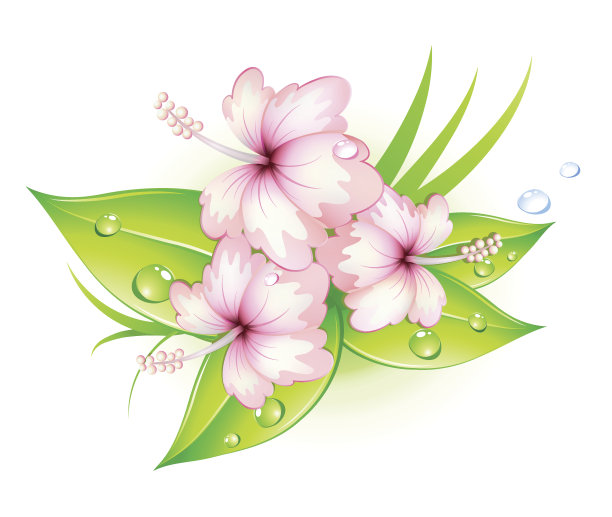 夏天的芙蓉花图片下载