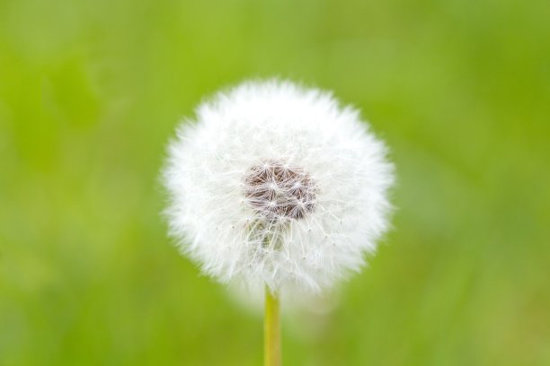 蒲公英图片下载