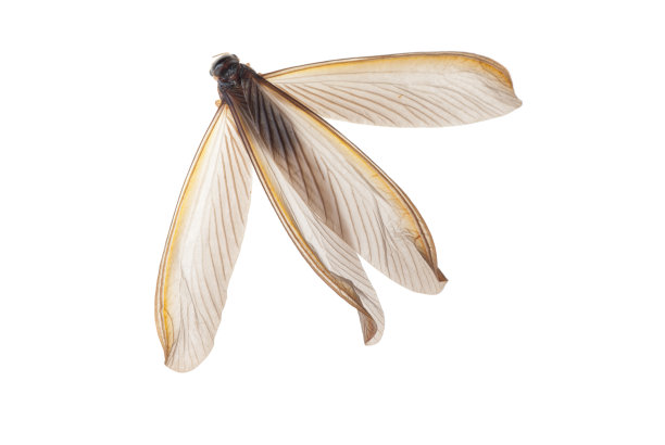 昆虫白蚁白蚁图片下载