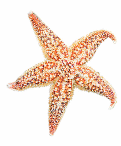 海星图片下载