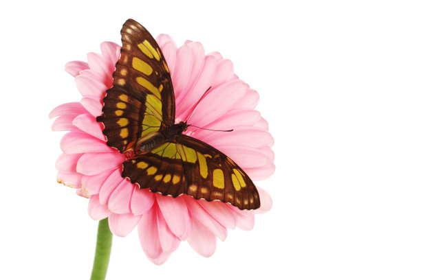 格伯的西普罗埃塔石碑图片下载