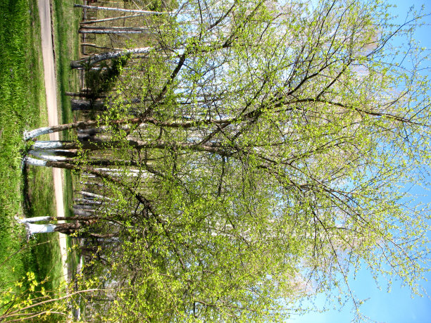 树木和蓝天图片下载