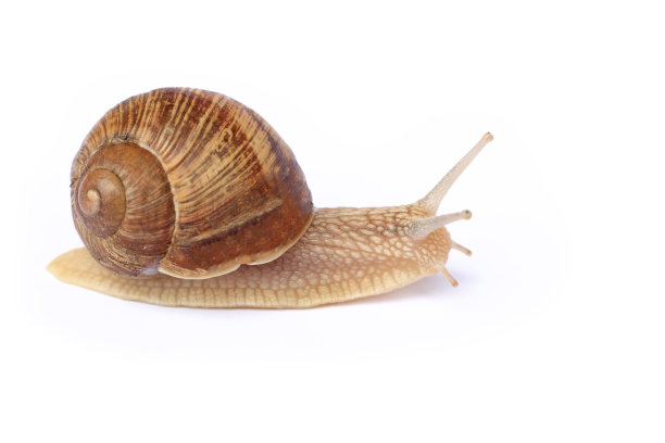 花园蜗牛图片下载