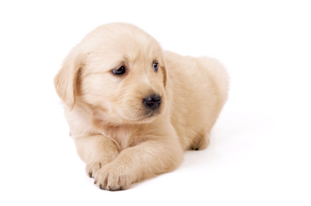 金毛猎犬小狗图片下载