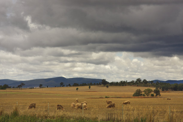 草原上的美利奴羊头顶上乌云密布。图片下载