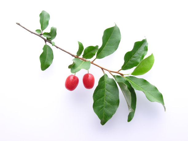 红浆果树枝图片下载