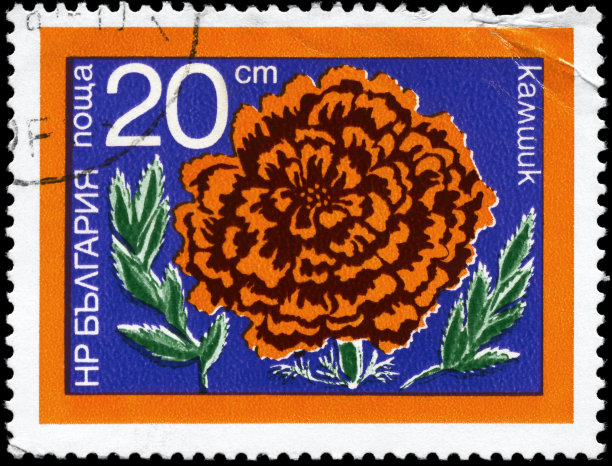 康乃馨图片下载