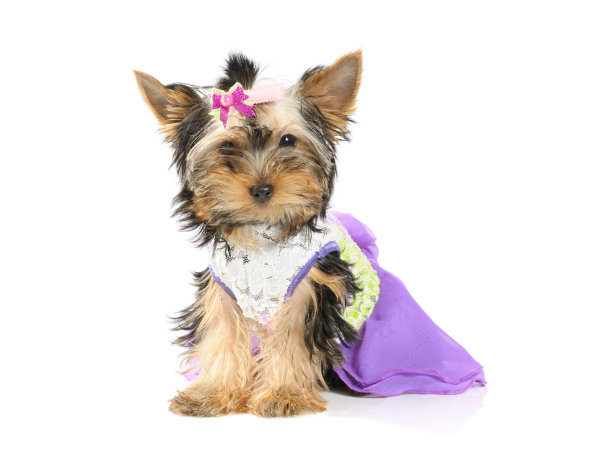 白色背景下狗的特写镜头图片下载