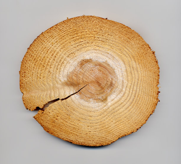 木材横截面图片下载