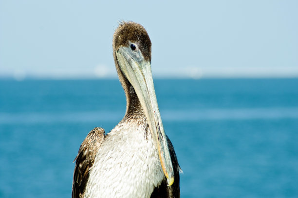 贪婪的人图片下载