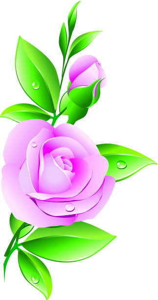 向量玫瑰图片下载
