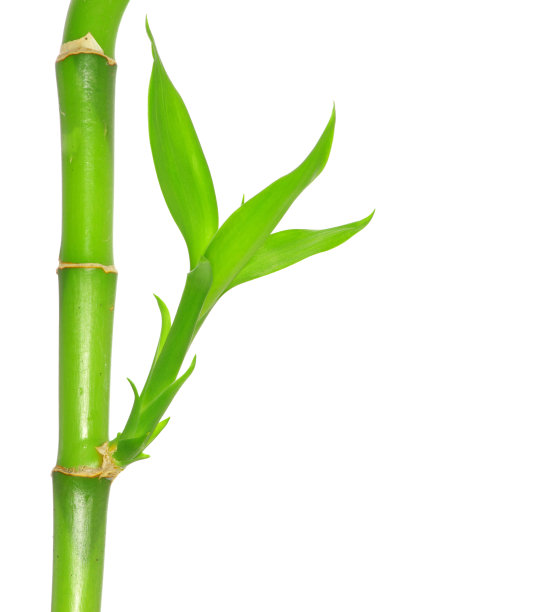 竹子图片下载