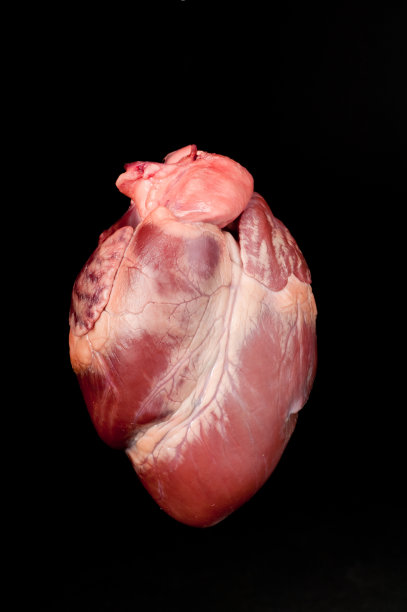 动物或人类心脏的特写图片下载