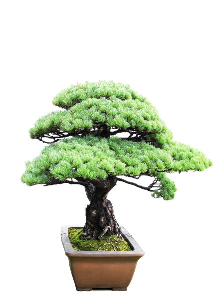 松树盆景图片下载