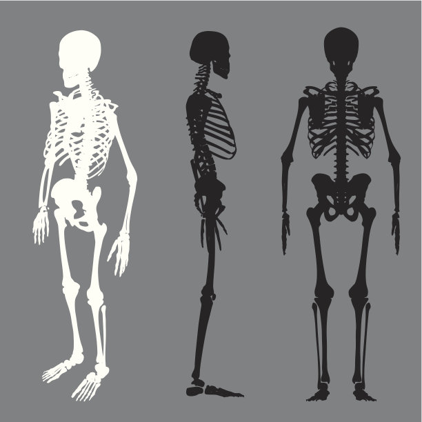 矢量轮廓骨架集图片下载