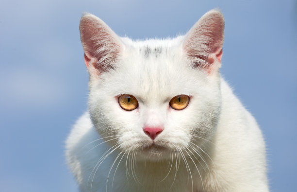 年轻的猫portrain图片下载